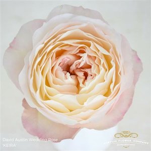 Роза David Austin Keira