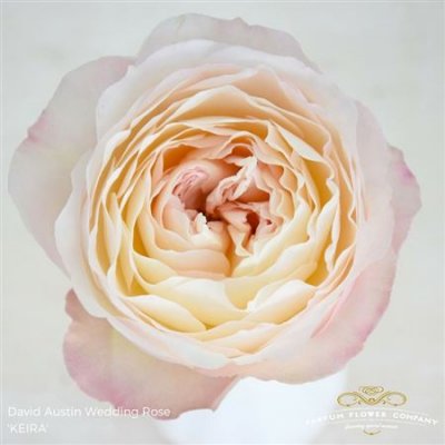 Роза David Austin Keira