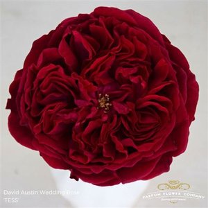Роза David Austin Tess