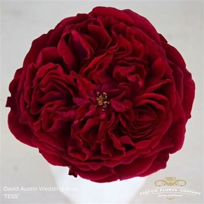 Роза David Austin Tess