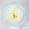 Роза Garden Alabaster