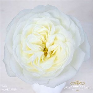 Роза Garden Alabaster
