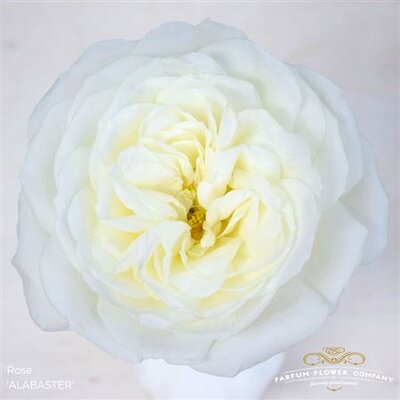 Роза Garden Alabaster