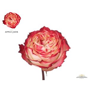 Роза Garden Apple Jack