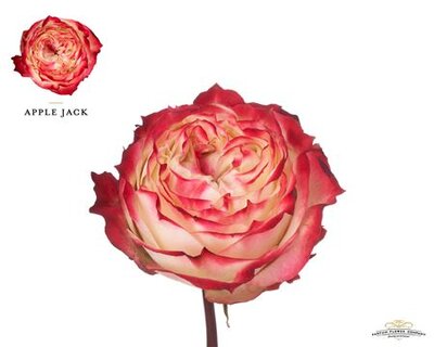 Роза Garden Apple Jack