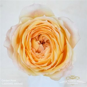 Роза Garden Caramel Antike