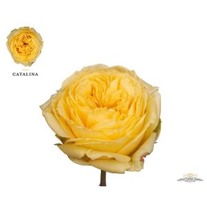 Роза Garden Catalina