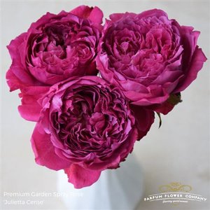 Роза Garden Cerise Julietta Spray