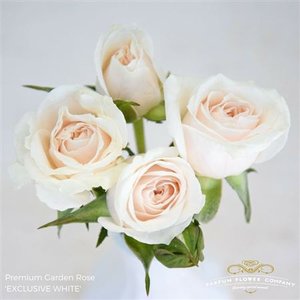 Роза Garden Exclusive White Spray