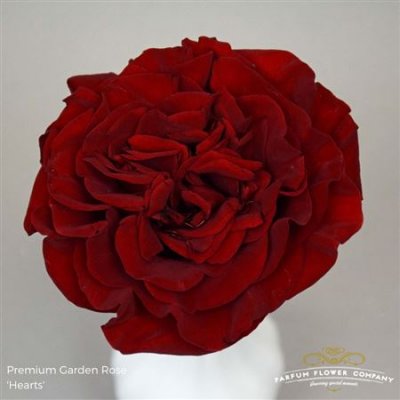 Роза Garden Hearts