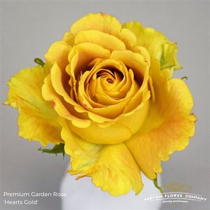 Роза Garden Hearts Gold