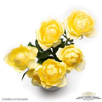 Роза Garden Julietta Limoncela Spray