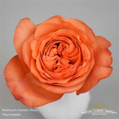 Роза Garden Marmalade