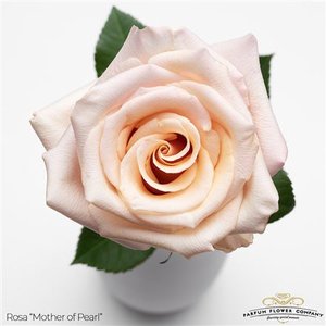 Роза Garden Mother Of Pearl