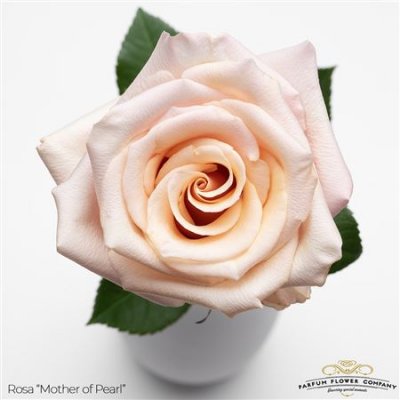 Роза Garden Mother Of Pearl