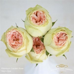 Роза Garden Pavlova Spray
