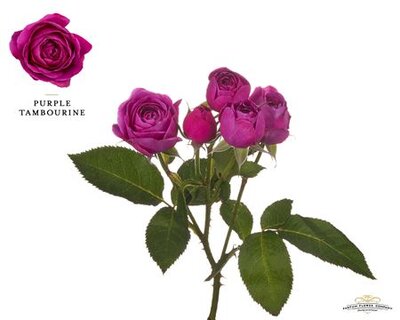 Роза Garden Purple Tambourine Spray