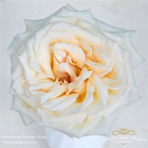 Роза Princess Maya
