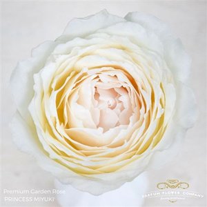 Роза Princess Miyuki