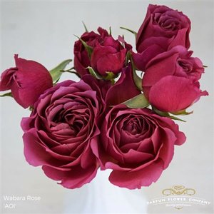 Роза Wabara Aoi Spray