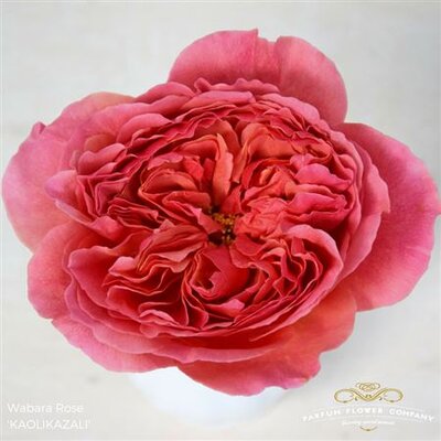 Роза Wabara Kaolikazali
