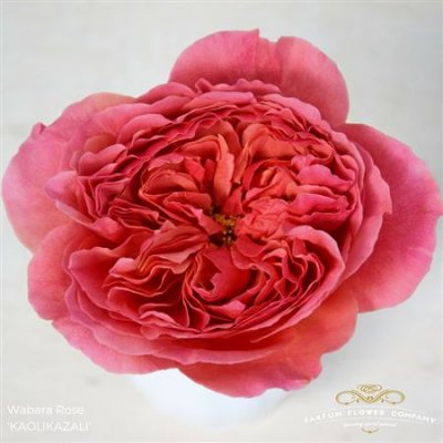 Роза Wabara Kaolikazali