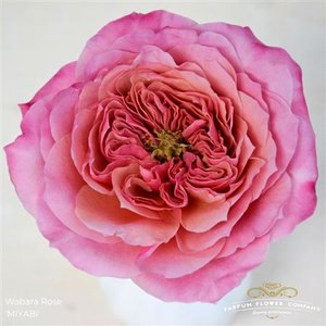 Роза Wabara Miyabi