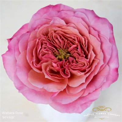 Роза Wabara Miyabi