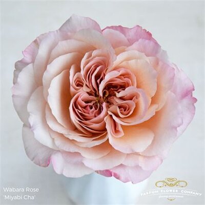 Роза Wabara Miyabi Cha