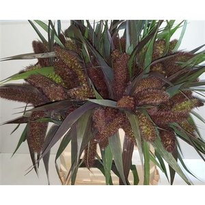 Setaria Italica Red Jewel