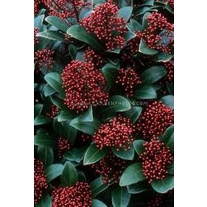 Skimmia Rubella
