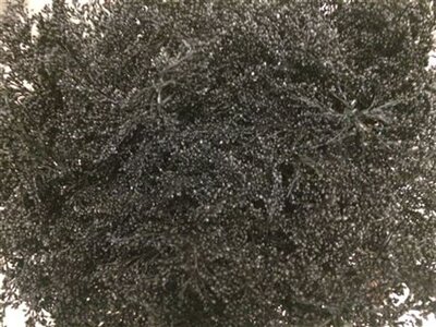 Solidago Dyed Black 80cm