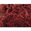 Solidago Dyed Bordeaux 80cm