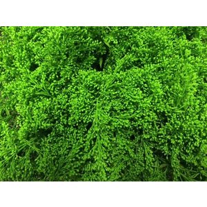 Solidago Dyed Green 80cm