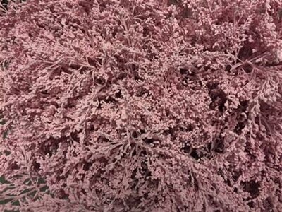Solidago Dyed Light Pink 80cm