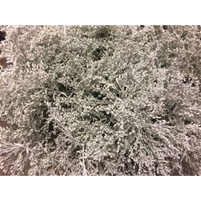Solidago Dyed White 80cm