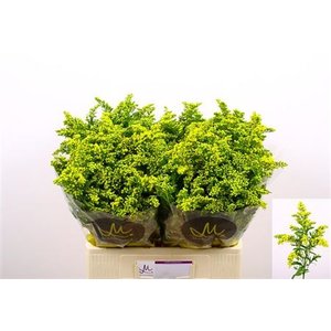 Solidago Golden Glory