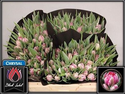 Tu Du Flash Point Extra