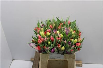 Tu Du Mixed In Bunch
