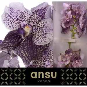 Vanda By Flower Antique Mauve Plum