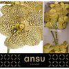 Vanda By Flower Chitaah Citron