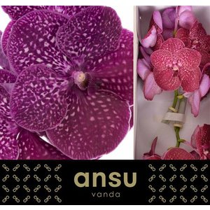 Vanda By Flower Crimson Love