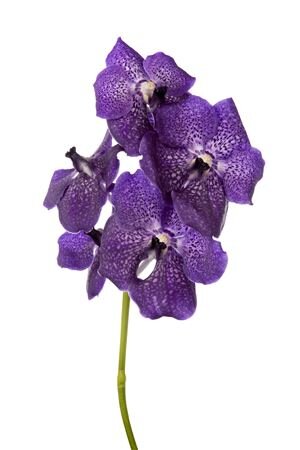 Vanda By Flower Dark Violet