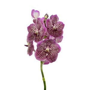 Vanda By Flower French Rose Spot