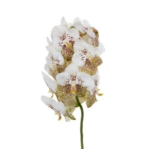 Verbena Has P Spires