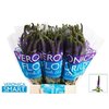 Veron Smart Navy