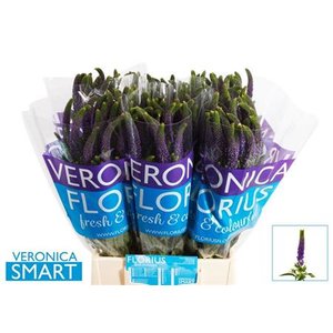 Veron Smart Navy