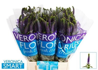 Veron Smart Navy