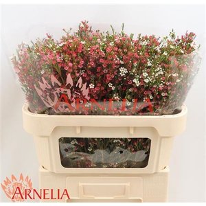 Waxflower My Sweet 16