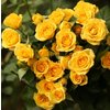 Роза кустовая Mzurrie Yellow Babe